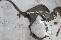 Phát hiện xác sinh vật thời nay giống khủng long 65 triệu năm trước