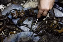 Xác chó phủ đầy vàng tinh khiết được phát hiện giữa thành phố