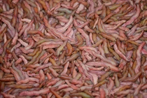 Mùa đặc sản 'lộc trời' độc đáo ở Hải Dương