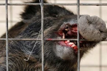 Video: Thợ săn bắn chết lợn nhiễm phóng xạ ở Nhật