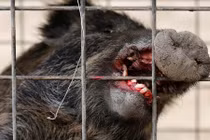 Video: Thợ săn bắn chết lợn nhiễm phóng xạ ở Nhật