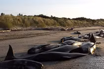 Vì sao sinh vật biển “khủng” dạt bờ chết hàng loạt?