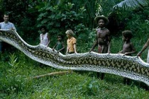 Làng Philippines nhiều trăn khổng lồ thích tấn công đàn ông