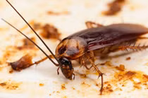 Bỏ ngay thói quen dùng dép đập gián kẻo hối không kịp 