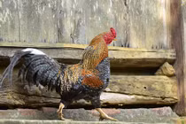 Ảnh: “Vương quốc” gà 9 cựa ở huyện nghèo nhất Việt Nam