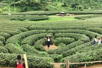 Đắm say Hai ngày “sống ảo” ở Mộc Châu