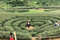 Đắm say Hai ngày “sống ảo” ở Mộc Châu