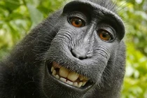 Người đứng sau bức ảnh "con khỉ selfie" khánh kiệt vì kiện tụng