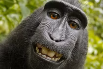 Người đứng sau bức ảnh "con khỉ selfie" khánh kiệt vì kiện tụng