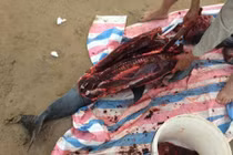 Cá heo 30kg trôi dạt biển Đồ Sơn, người dân xẻ thịt chia nhau