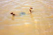 Quảng Ninh: Ba em nhỏ tử vong do đuối nước khi đi tắm sông