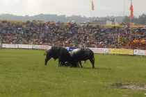 Có gì mới trong Lễ hội chọi trâu Đồ Sơn sau sự cố chết người?