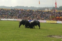 Có gì mới trong Lễ hội chọi trâu Đồ Sơn sau sự cố chết người?