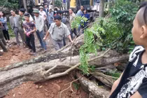 Cây sưa 200 tuổi ở Bắc Ninh “gây bão” dư luận bị chặt hạ 