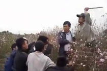 Bạo gan vào vườn đào trộm xe, bị đánh hội đồng