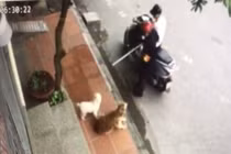 Cán bộ phường bắt chó nhà dân ở Hải Dương: Mẫn cán hay cứng nhắc?