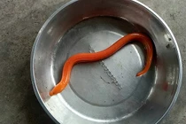 Cận cảnh con lươn vàng người dân Hà Nội bắt được trong mưa lớn