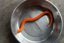 Cận cảnh con lươn vàng người dân Hà Nội bắt được trong mưa lớn