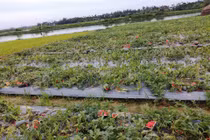 Ảnh: Kẻ xấu ăn trộm còn phá nát vườn dưa hấu ở Hải Dương