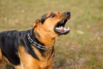 Sang hàng xóm chơi, bị chó dữ cắn trúng cổ tử vong ở Hải Dương