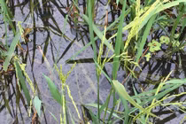 Quảng Ninh: Dầu tràn theo nước mưa xuống đồng ruộng, dân bức xúc