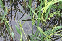 Quảng Ninh: Dầu tràn theo nước mưa xuống đồng ruộng, dân bức xúc