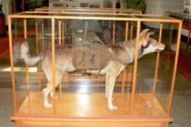 Giải mã chiến thuật chó cảm tử đánh xe tăng Đức