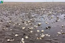 Nguyên nhân hải sản chết bất thường ở Kiên Giang