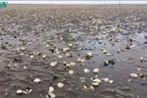 Nguyên nhân hải sản chết bất thường ở Kiên Giang