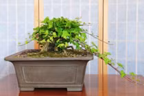 Những loài hoa, cây cảnh trưng Tết rước tài lộc năm mới 