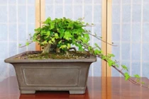 Những loài hoa, cây cảnh trưng Tết rước tài lộc năm mới 