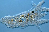 3 loại ký sinh trùng nguy hiểm nhất đối với con người