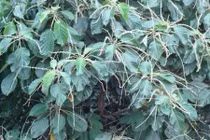 Uống lá lộc mại trốn "tào tháo đuổi", suýt toi mạng