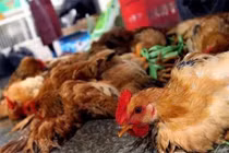 Ngăn chặn gia cầm nhập lậu để phòng dịch cúm