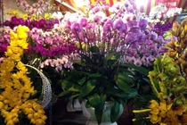 Hoa ly ế "cho không thèm lấy", địa lan bạc triệu đắt khách