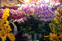 Hoa ly ế "cho không thèm lấy", địa lan bạc triệu đắt khách