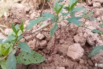 Nhiều người Việt vẫn tưởng loại củ cực độc là...nhân sâm