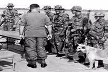 Giải mã đội quân K9 của Mỹ trong chiến tranh Việt Nam