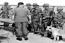 Giải mã đội quân K9 của Mỹ trong chiến tranh Việt Nam