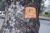 Công an điều tra hàng loạt xà cừ bị lột vỏ tại đường Láng 