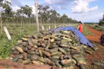 Sau chanh leo người dân lại khóc ròng vì bí xanh Đài Loan 