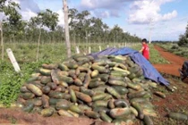 Sau chanh leo người dân lại khóc ròng vì bí xanh Đài Loan 