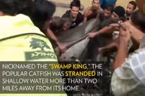 Video: Dân hò nhau giải cứu cá trê khổng lồ nặng 200kg mắc cạn 