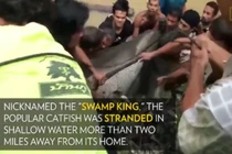 Video: Dân hò nhau giải cứu cá trê khổng lồ nặng 200kg mắc cạn 