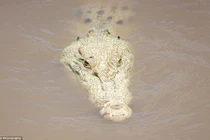 Cận cảnh cá sấu trắng cực hiếm mới được phát hiện ở Úc