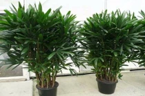 Trồng cây này ở cửa nhà mang điều tốt lành cho gia chủ ngày Tết 