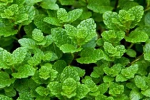 Mẹo đuổi muỗi trong mùa hè bằng những cách cực đơn giản