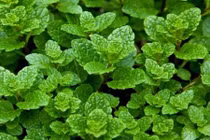 Mẹo đuổi muỗi trong mùa hè bằng những cách cực đơn giản