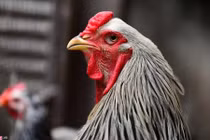 Gà kỳ lân năm ngón giá “khủng” hút khách Sài Gòn