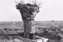 Lạ lùng kiểu ngụy trang bằng...thân cây mục trong CTTG 1